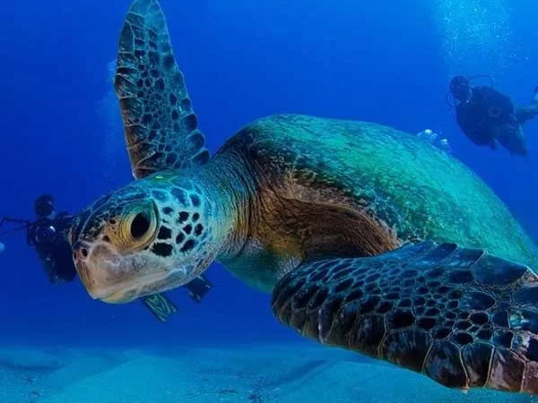 Cabo Pulmo Scuba Diving Spots