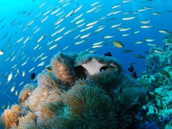 Cabo Pulmo Snorkeling Reef